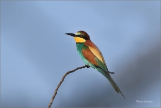 <p>VLHA PESTRÁ (Merops apiaster) jižní Morava ----- /European bee-eater - Bienenfresser/</p>